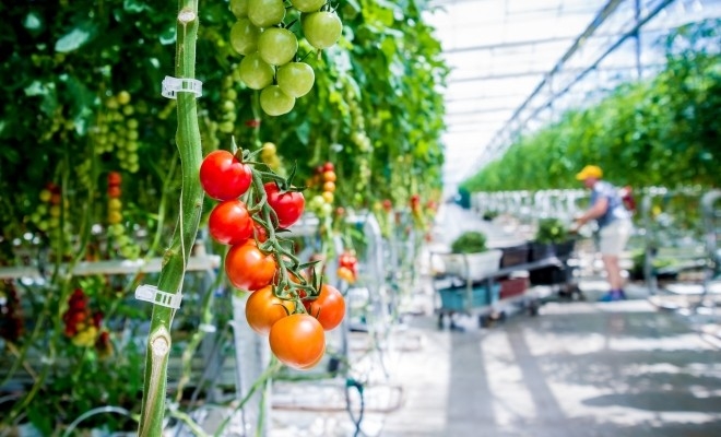 madr-a-lansat-in-dezbatere-publica-schema-de-ajutor-de-minimis-destinata-legumicultorilor-pentru-s22914